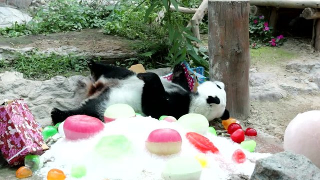 Female Panda is enjoy playing the Colorful Ice for her Birthday