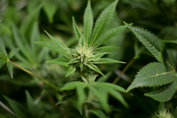 Young and fresh  marijuana cola buds developing in an indoor medical marijuana recreational grow farm. The cannabis flower is isolated with a background blur.