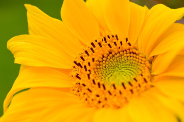 yellow flower