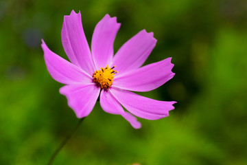 magenta flower