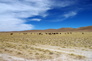 Obraz premium Lamas au milieu de la steppe bolivienne