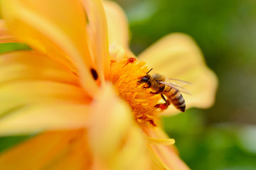 bee in the flower