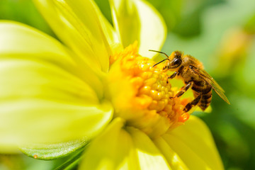 bee in the flower