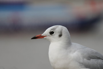 sea gull black headed gull