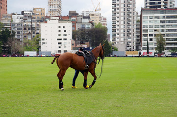 Cavalier et monture patientant lors d'un match de polo - 4
