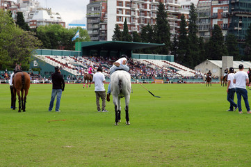 Cavalier et monture patientant lors d'un match de polo - 2