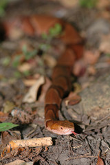 Agkistrodon contortrix phaeogaster