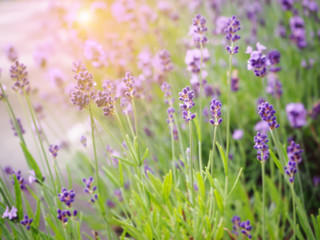 Fototapeta premium Abstract lavender for background