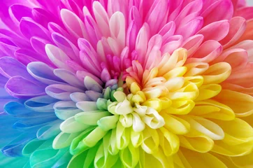Regenbogenblume © chi-