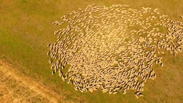 Drone View of large Sheep herd in outback station Australia