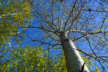 Fototapeta premium Low angle view of green tree trunk and branches