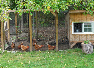close up on chicken in side coop in back yard  © nd700