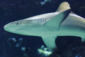 Shark in the deep sea