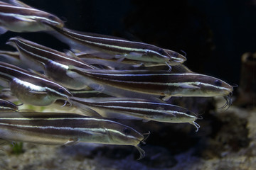 Fototapeta na wymiar Exotic sea fish