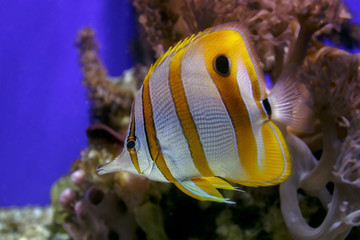 Naklejka na ściany i meble Exotic sea fish Copperband butterflyfish