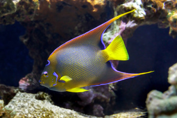 Fototapeta na wymiar Exotic sea fish Angelfish