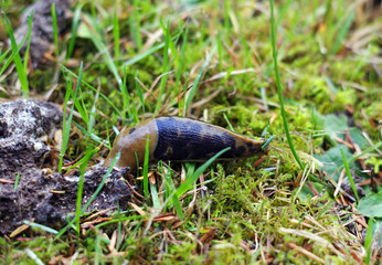 Green and black slug