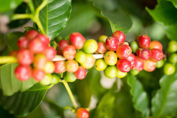 red coffee beans