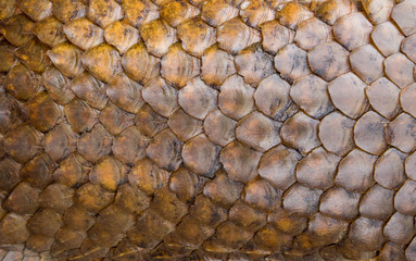 Pangolin skin,scale, texture. Abstract background