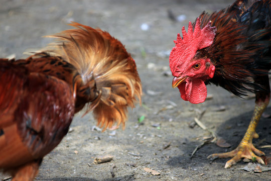 Two cocks are ready to fight. Fighting Chicken.