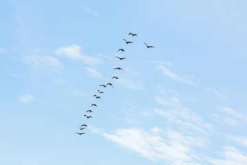 cormorants flock in the sky
