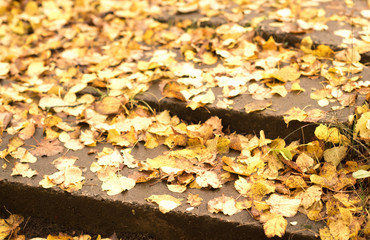 Stone stair path through fall colored trees.