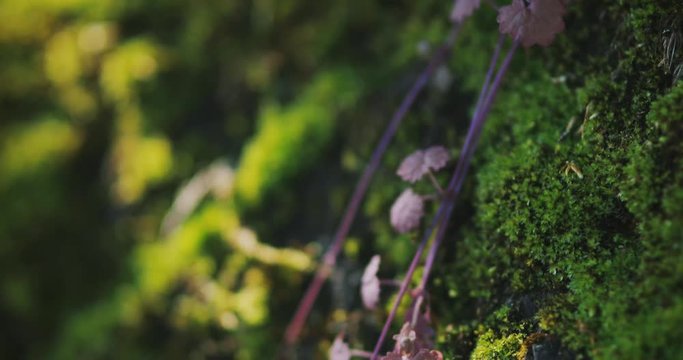 苔とツル植物