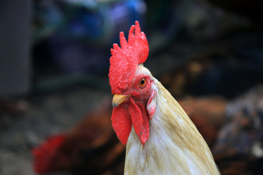 Portrait of a rooster head.