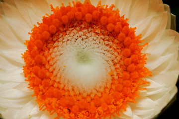 Daisy Macro 