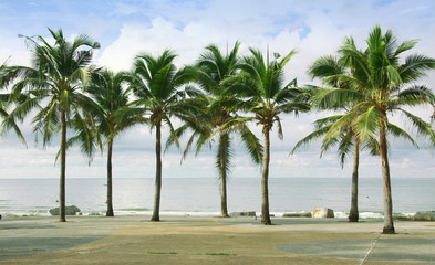Palm and coconut tree at the beach