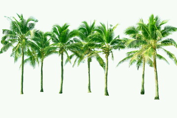 Palm and coconut tree at the beach
