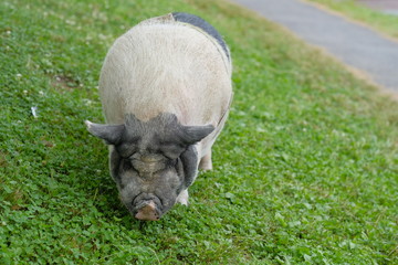 草を食べる豚