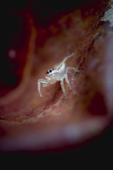 Jumping spider face close up. Macro photography