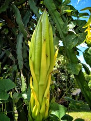 It is a flower of the famous fruit Dragon fruit.