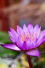 Beautiful purple lotus flower
