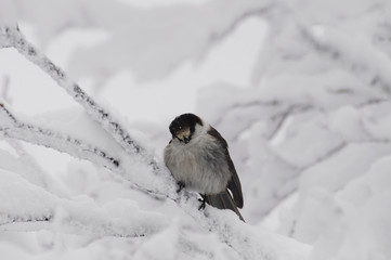 Fototapeta premium grey jay