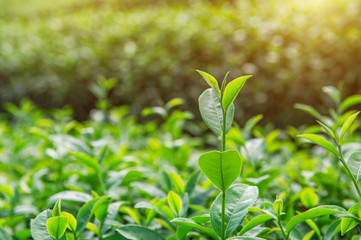 Fototapeta na wymiar Green tea bud and leaves. Green tea plantations and sunny in morning.
