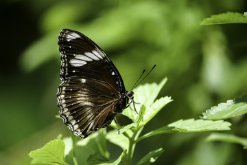 Fototapeta na wymiar Closeup of a black, brown and white butterfly on a leaf