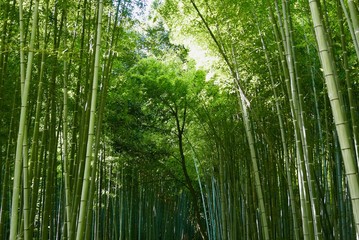 Fototapeta na wymiar Bamboo forest in Arashiyama