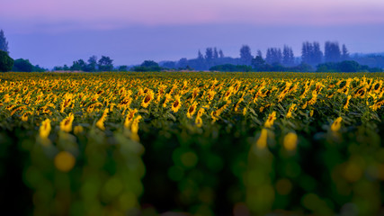 Fototapeta na wymiar Sunflower field and sunrise . Field of blooming sunflowers on a background sunrise 