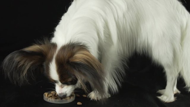 Beautiful young male dog Continental Toy Spaniel Papillon eats dry food on black background slow motion stock footage video