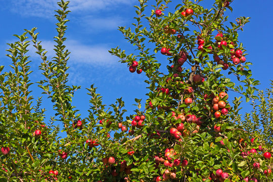 Apple tree with ripe fruits under the blue sky with clouds. Red apples on a tree.