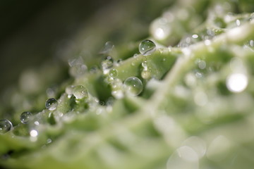 Wirsing mit Wassertropfen