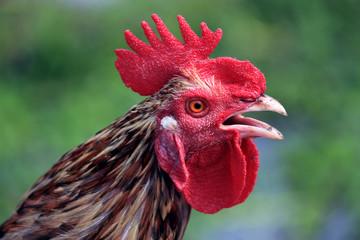Portrait of a rooster head.