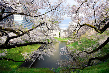 Japan Sakura flower park or cherry blossom full bloom in spring season .