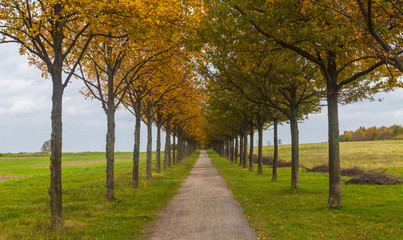 Alleebäume in Herbstfarben
