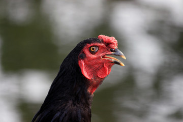 Portrait of a hen head.
