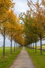 Alleebäume in Herbstfarben