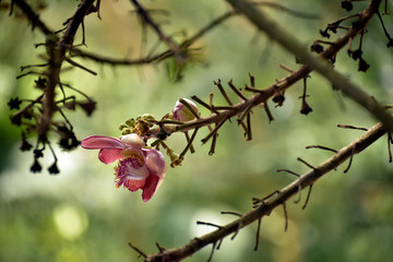 Cannonball tree , Shorea  robusta .