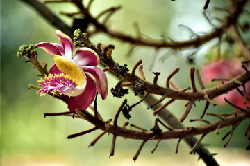 Cannonball tree , Shorea  robusta .